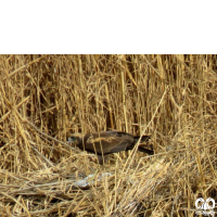 گونه سنقر تالابی Western Marsh Harrier